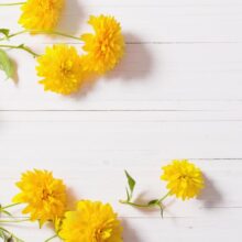 Yellow flowers on wood